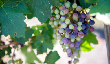 Why Is Texas A&M Sending Grape Seeds to the International Space Station?