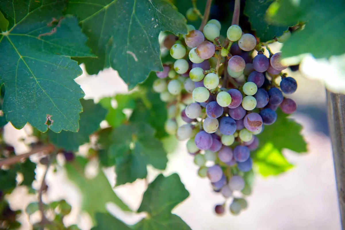 Why Is Texas A&M Sending Grape Seeds to the International Space Station?