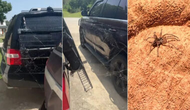Texas Woman Returns Home To Find Cars Covered in Spider Webs