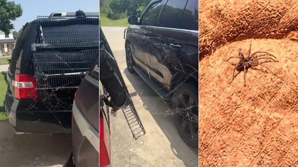 Texas Woman Returns Home To Find Cars Covered in Spider Webs