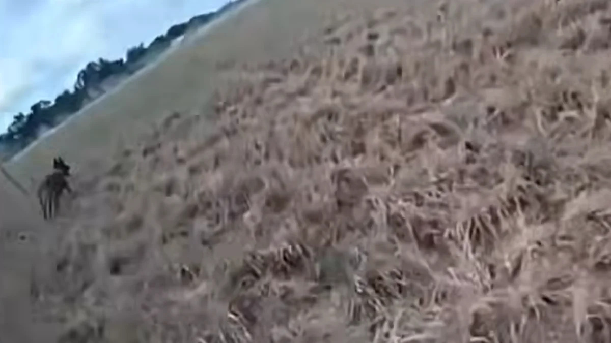 Texas K9 Tracks Alleged MS-13 Gang Member Nearly Five Miles Before Uvalde County Arrest