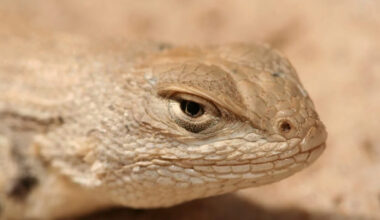 West Texas lizard loses endangered-species protections after court ruling