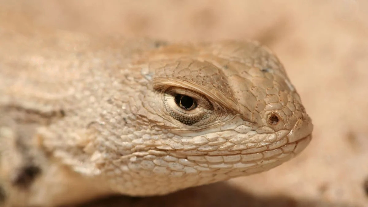 West Texas lizard loses endangered-species protections after court ruling