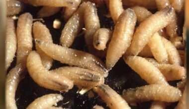 New World screwworm in Texas: How to keep your pets safe