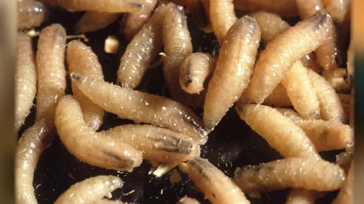 New World screwworm in Texas: How to keep your pets safe