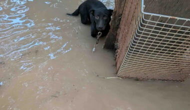 Central Texas floods leave hundreds of wild animals and pets displaced