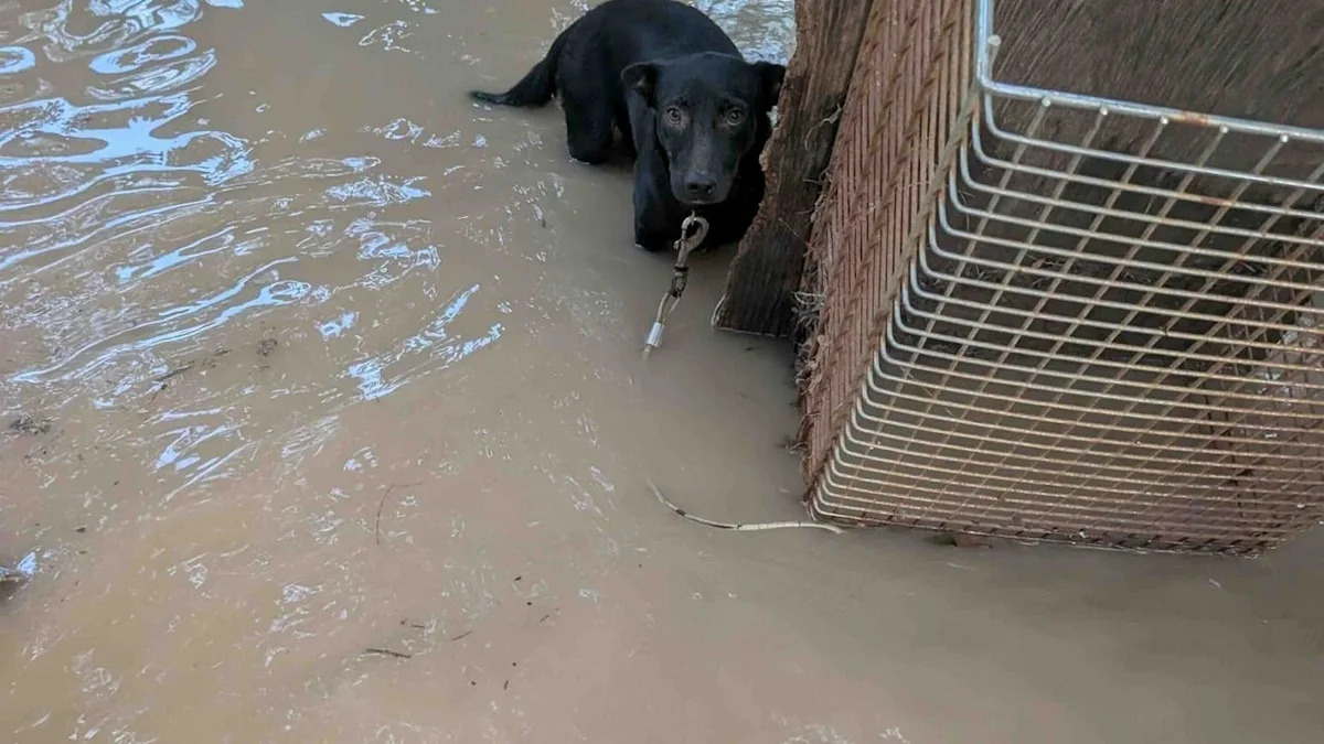 Central Texas floods leave hundreds of wild animals and pets displaced