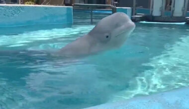 SeaWorld San Antonio welcomes 2 beluga whales from closed Canadian marine park