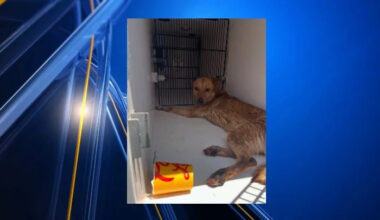 Animal Services rescues dog stranded in Franklin Mountains