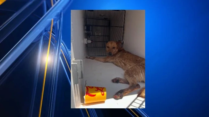 Animal Services rescues dog stranded in Franklin Mountains