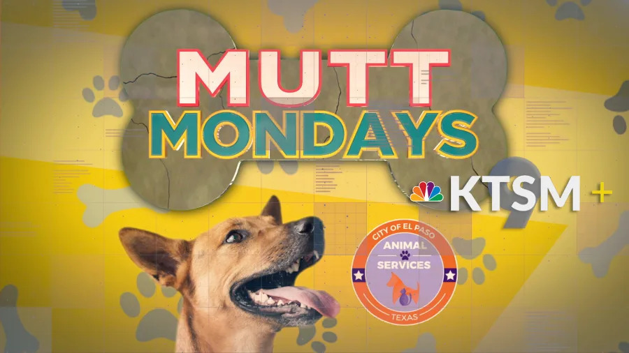 El Paso Animal Services to host ‘Doggy Day Out’ event