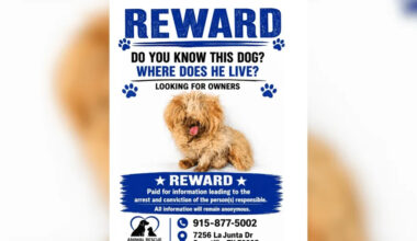 Rescue seeks answers after dog found with severely matted fur in Northeast El Paso