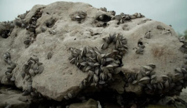 MAP: 35 lakes across Texas are now infested with zebra mussels