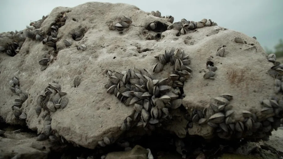 MAP: 35 lakes across Texas are now infested with zebra mussels