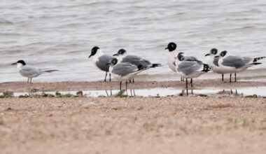 Adult Forster's Tern  in Breeding Plumage in Flight (COURTESY: Jeff Osborne)