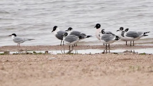 Adult Forster's Tern  in Breeding Plumage in Flight (COURTESY: Jeff Osborne)