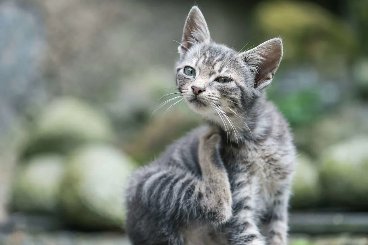 Could flea-infested stray cats be driving a rising South Texas illness?