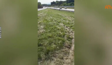 Starving Puppy Found on Dangerous Texas Highway Roadside