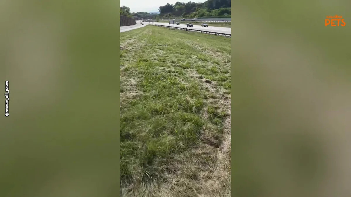 Starving Puppy Found on Dangerous Texas Highway Roadside