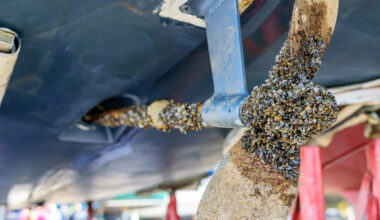 Texas warns Lake Texoma boaters to clean, drain, and dry before zebra mussels hitch a ride