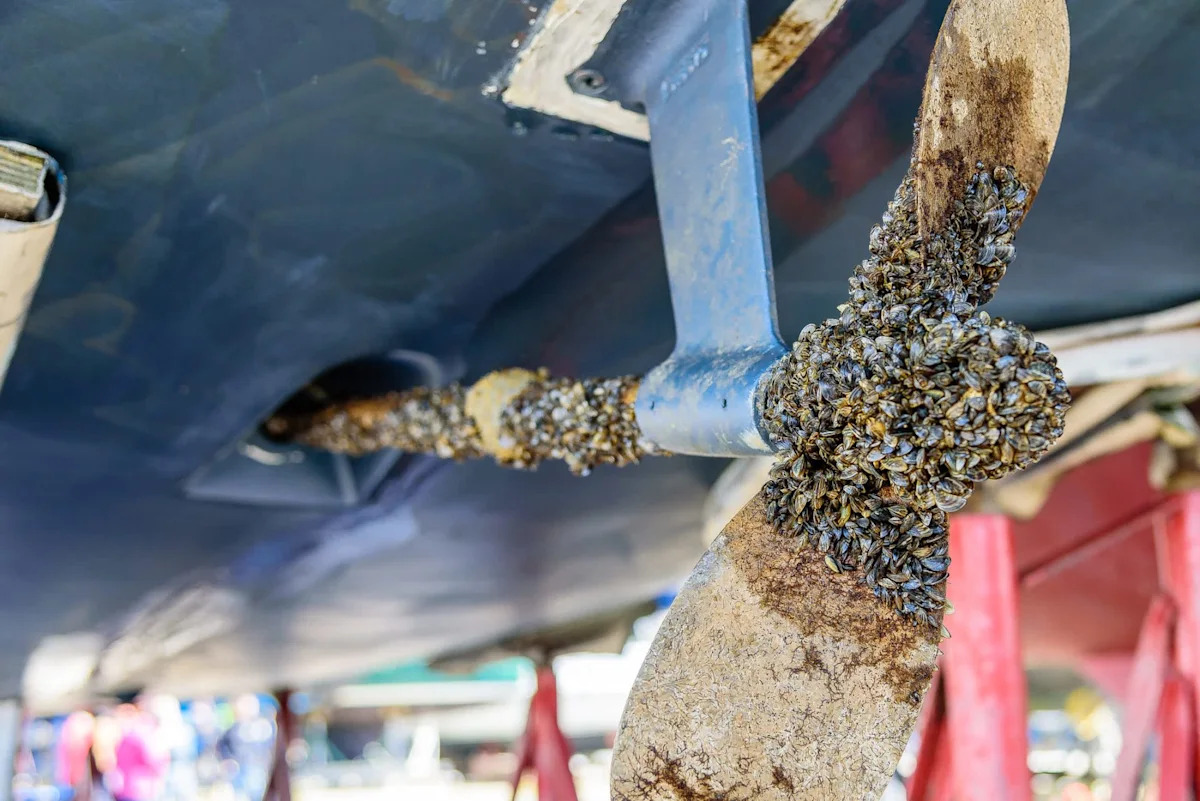 Texas warns Lake Texoma boaters to clean, drain, and dry before zebra mussels hitch a ride