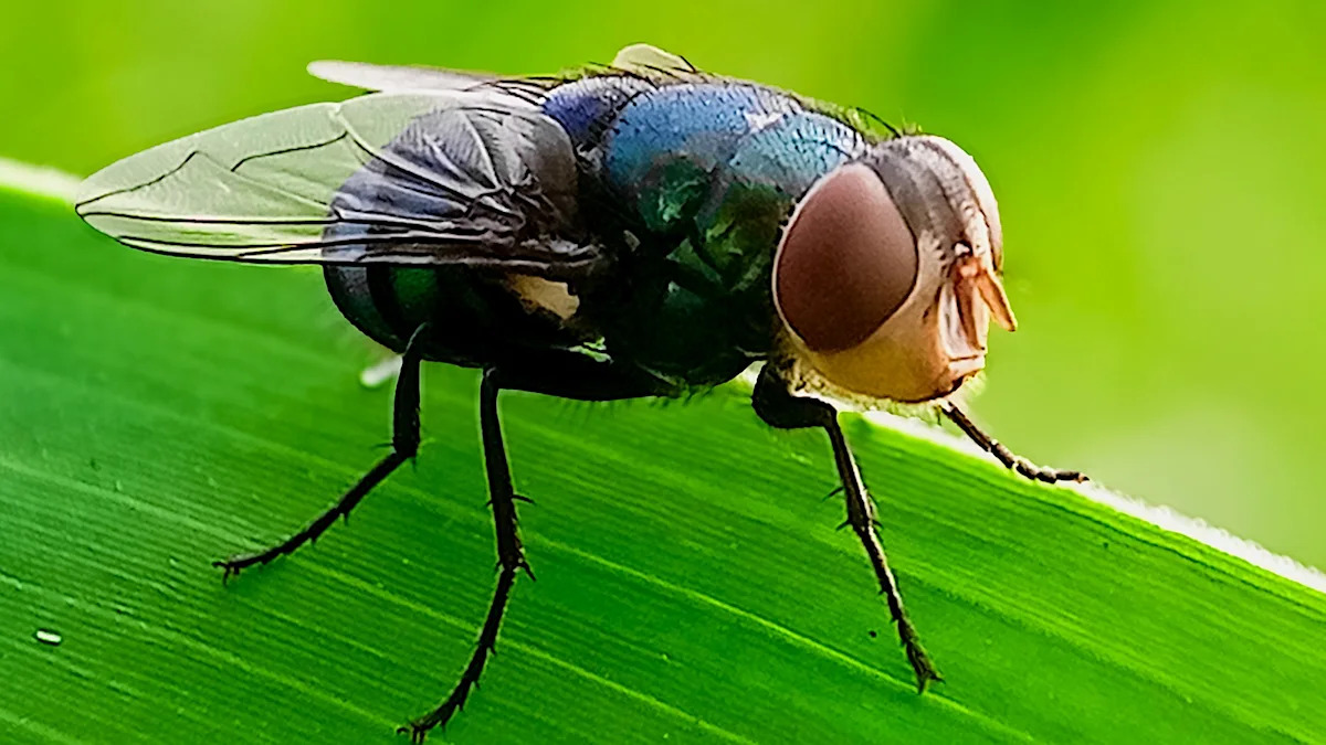 Texas confirmed screwworm's return after 50 years, and scientists are building a smarter stink trap