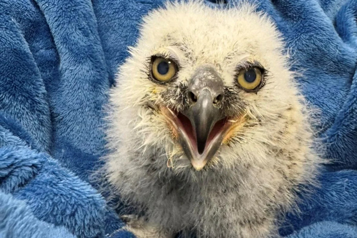 Texas rescuers rushed in after iconic Austin owl's last owlet was presumed dead, and found it alive