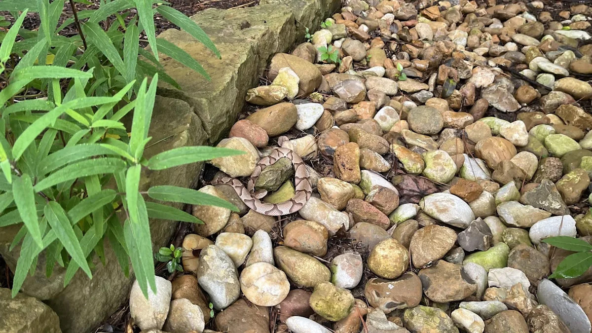 After a Texas man is bitten, Reddit users quickly identify the snake as a copperhead