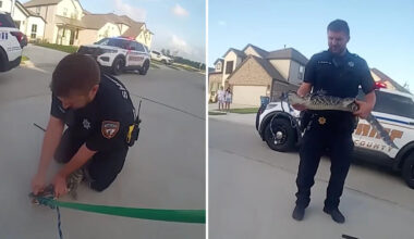 Texas deputies rope alligator from under pickup in Sheldon, then release it into reservoir