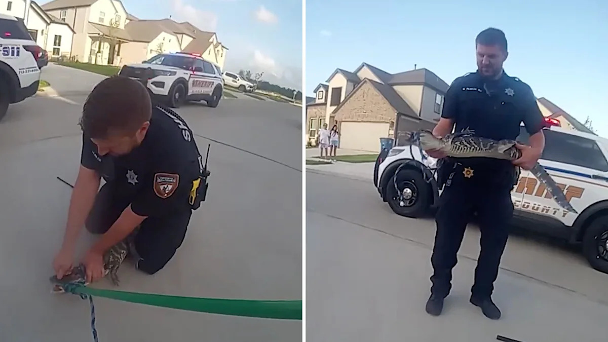 Texas deputies rope alligator from under pickup in Sheldon, then release it into reservoir