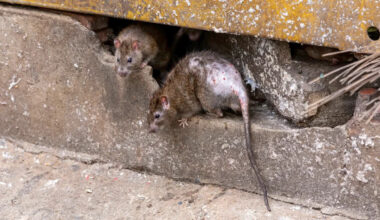 Texas hospital closes kitchen after rat infestation surfaces during $180 million expansion