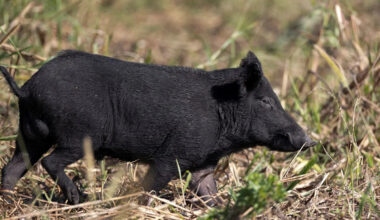 'Do not walk out here after dark': Feral hogs keep ripping through Texas neighborhood