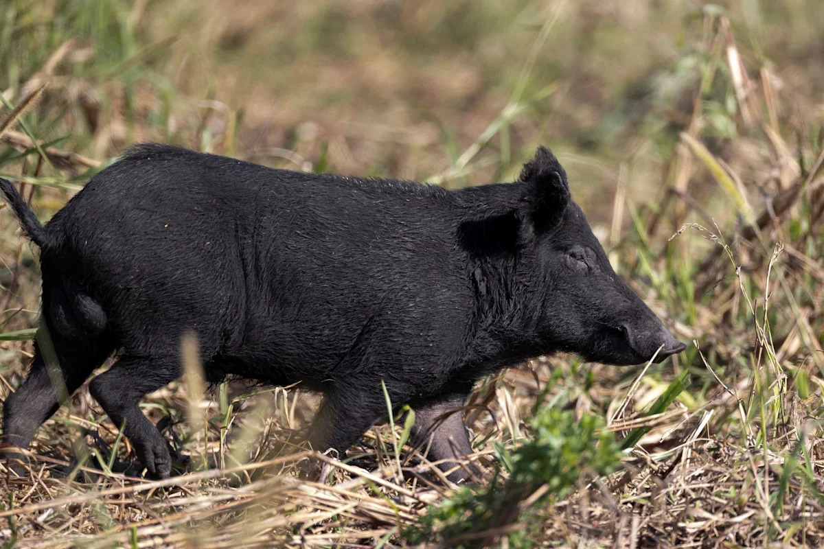 'Do not walk out here after dark': Feral hogs keep ripping through Texas neighborhood