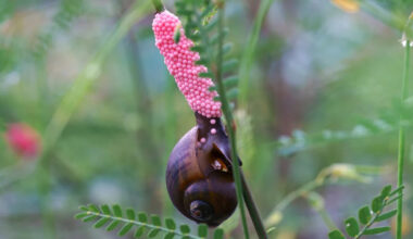 San Antonio crews pull 3,000 invasive apple snails from River Walk, test egg barriers