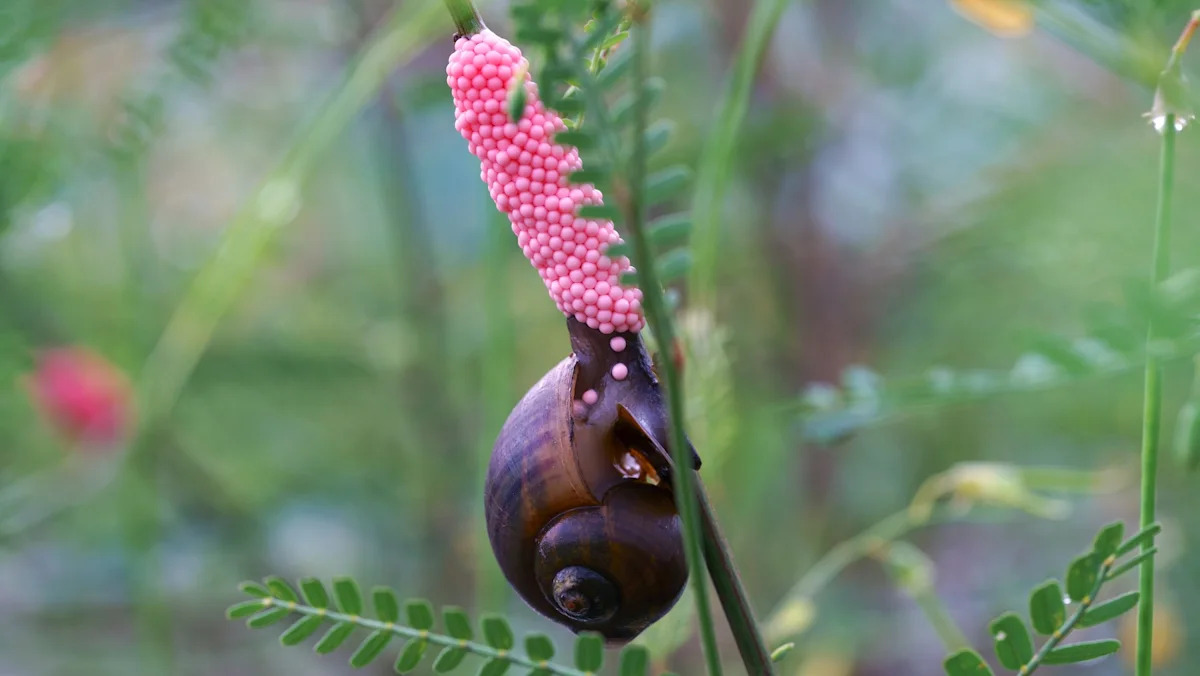 San Antonio crews pull 3,000 invasive apple snails from River Walk, test egg barriers