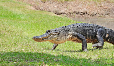 Texas couple checks on longtime pond gator, then says it charged their four-wheeler