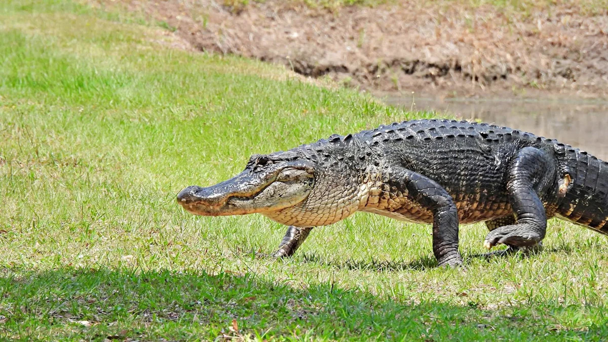 Texas couple checks on longtime pond gator, then says it charged their four-wheeler