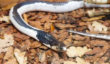 Texas welfare check uncovers Siamese spitting cobra in home and prompts investigation