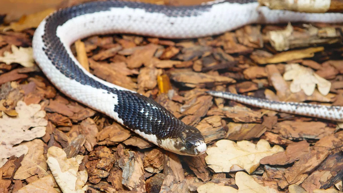 Texas welfare check uncovers Siamese spitting cobra in home and prompts investigation