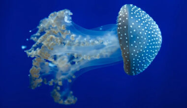 Invasive white-spotted jellyfish are washing up on Texas beaches, and they can harm ecosystems