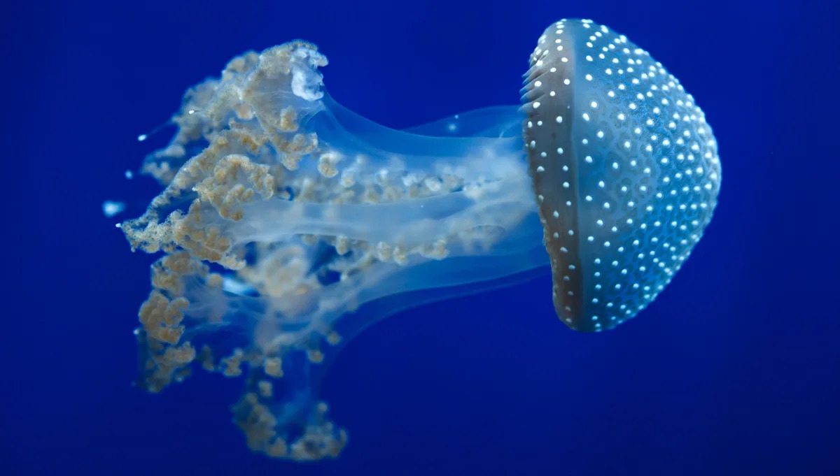 Invasive white-spotted jellyfish are washing up on Texas beaches, and they can harm ecosystems