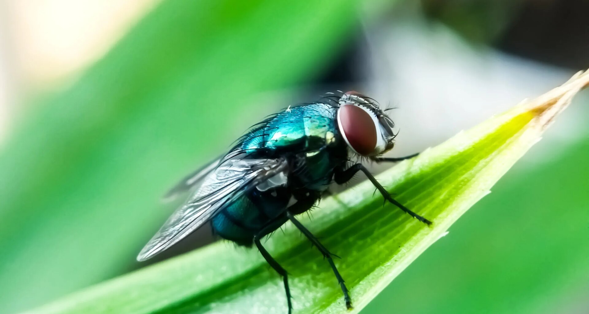 San Antonio research institute looks to tackle screwworm spread