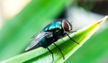San Antonio research institute looks to tackle screwworm spread