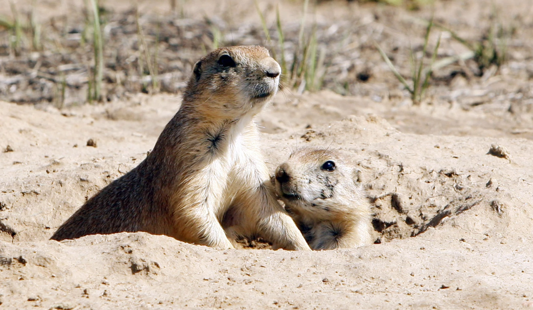 After mysteriously dying 11 years ago, Fort Worth's prairie dogs are back