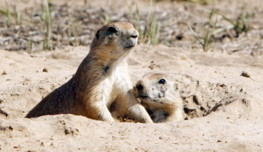 After mysteriously dying 11 years ago, Fort Worth's prairie dogs are back