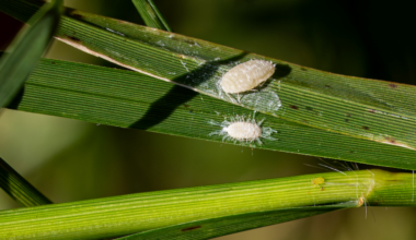 Pasture Mealyworm