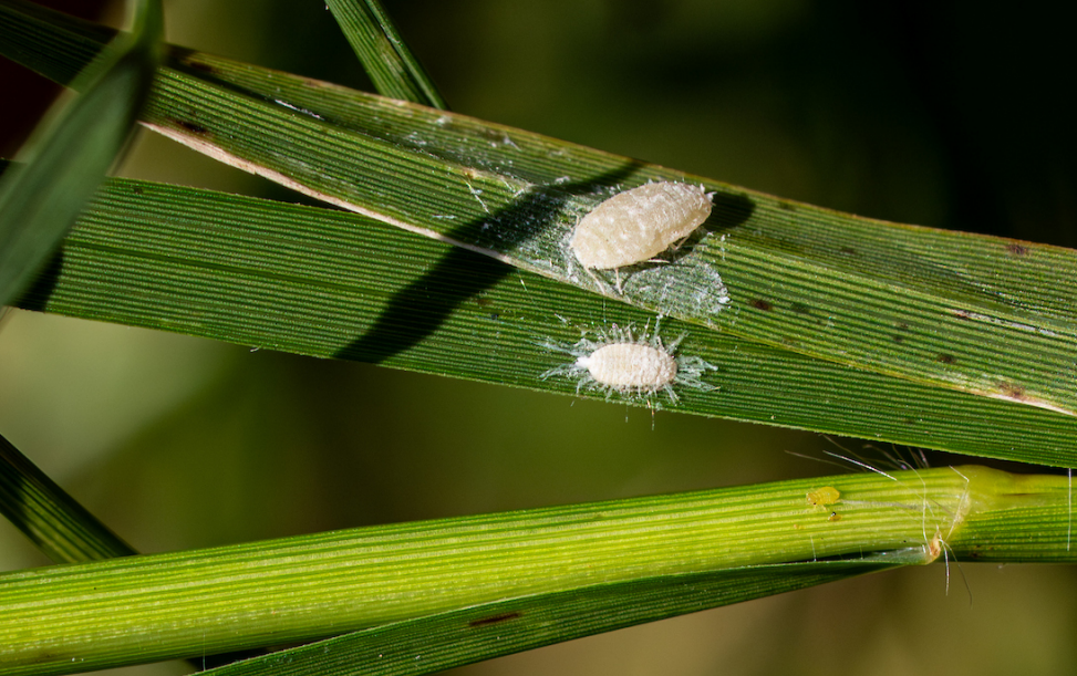 Pasture Mealyworm