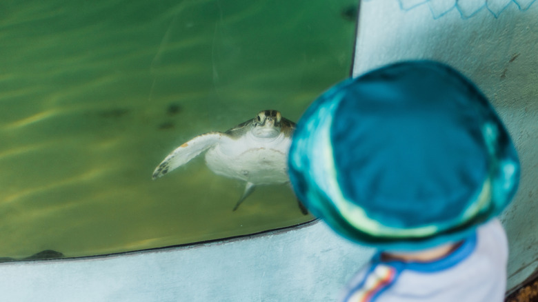 A child admiring a turtle at Sea Turtle Inc