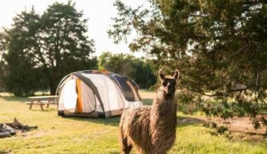 Llama Land Ranch near Dallas among America's top camp spots