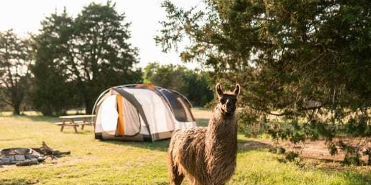 Llama Land Ranch near Dallas among America's top camp spots
